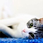 Petit Chat